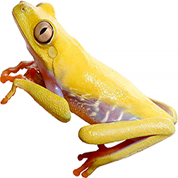Albino Red-Eyed Frog